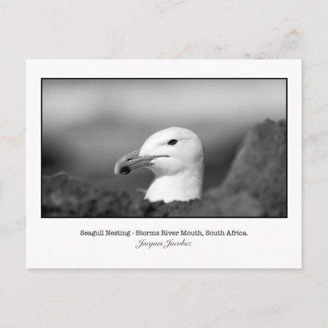 Postkarte Seagull Nesting (Vorderseite)
