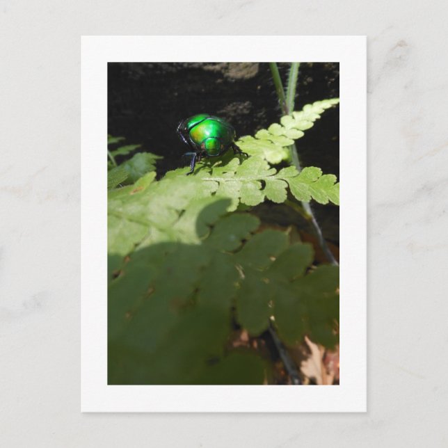 Postkarte Shiny Beatle (Vorderseite)