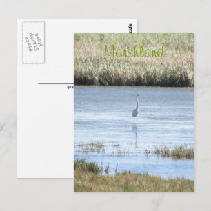 Postkarte - Silberreiher stolz aufrecht stehend