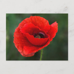 Postkarte - Sonnenbeschienene Wilde Mohnblumen