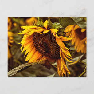 Postkarte Sonnenblume Eleganz