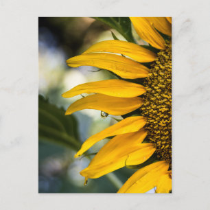 Postkarte Sonnenblume Regen Mit Tropfen Fotografie