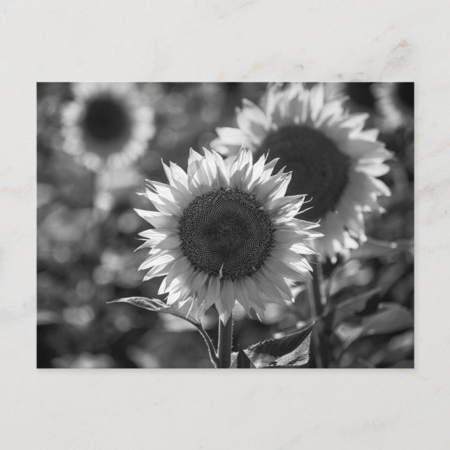 Postkarte Sonnenblume SW (Vorderseite)
