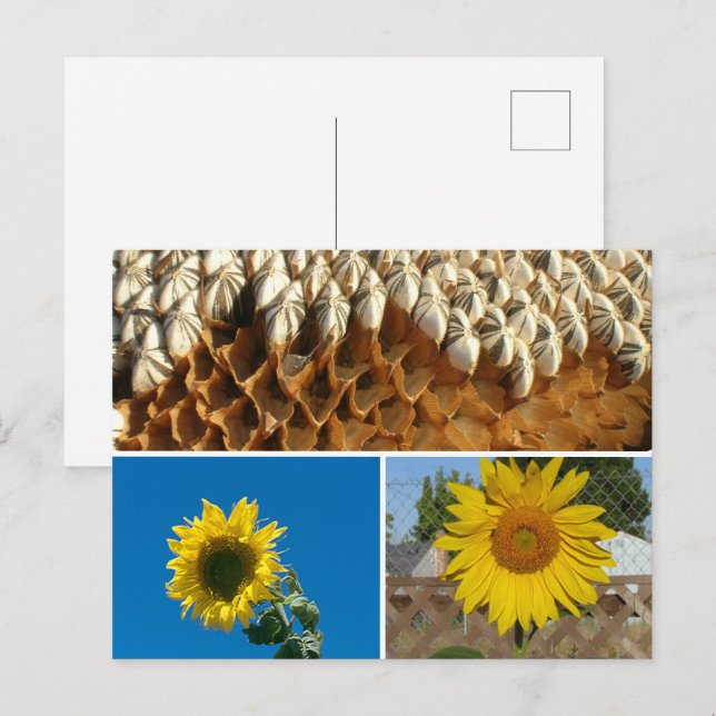 Postkarte - Sonnenblumen (Vorne/Hinten)