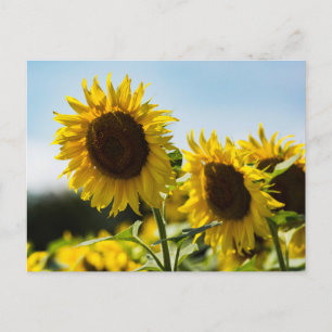 Postkarte - Sonnenblumen Sommerglanz