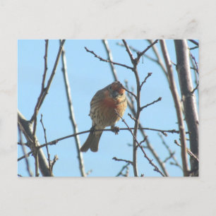 Postkarte - Sparrow in Tree