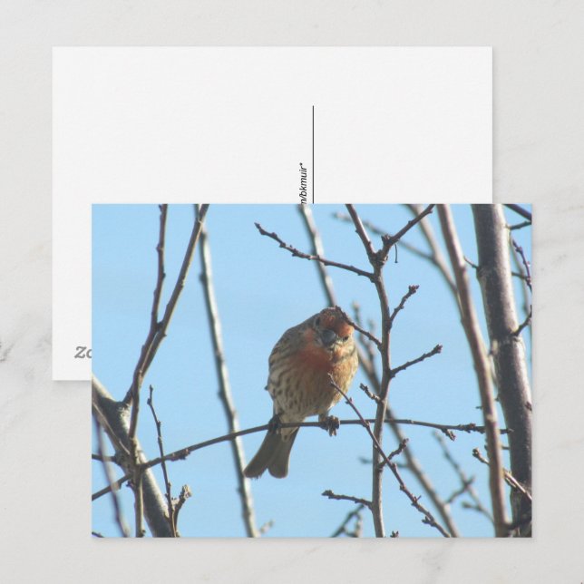Postkarte - Sparrow in Tree (Vorne/Hinten)