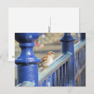 Postkarte - Spatz auf Zaun