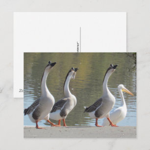 Postkarte - Spaziergang am Seeufer