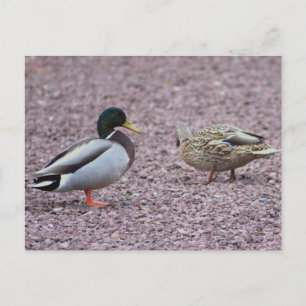 Postkarte Stockenten