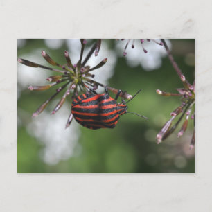 Postkarte "Striped Shieldbug"
