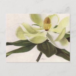 Postkarte Süd-Magnolien