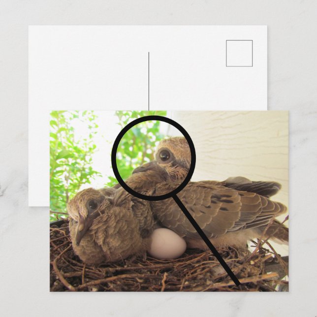 Postkarte - Taubenschwindeln im Nest (Vorne/Hinten)