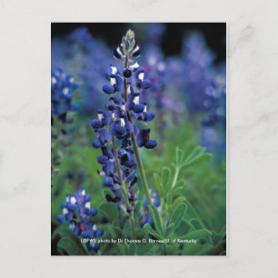 Postkarte / Texas Bluebonnet