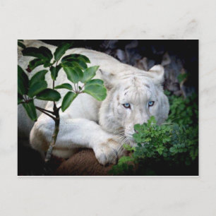 Postkarte - Tiger