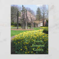 Postkarte/TOLEDO-BOTANISCHE GARTEN/GELBE TULIPS
