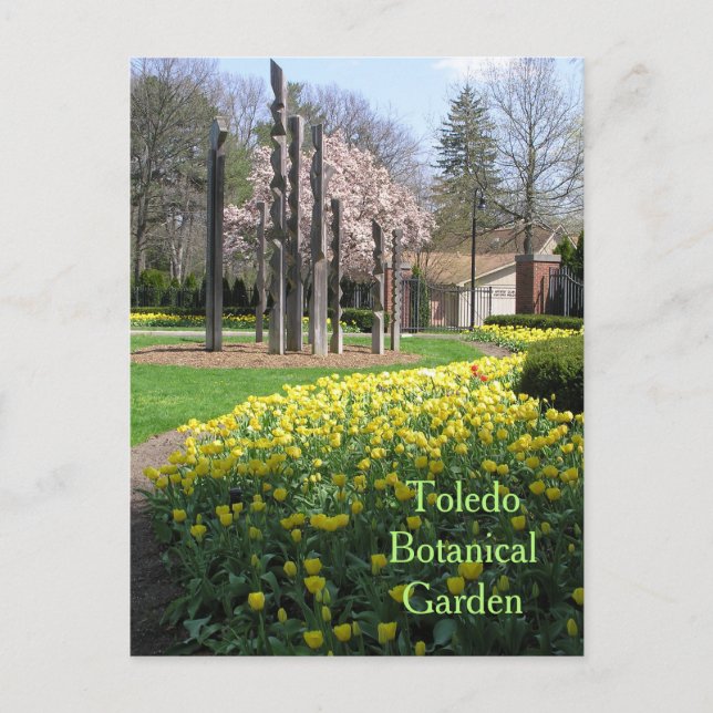 Postkarte/TOLEDO-BOTANISCHE GARTEN/GELBE TULIPS Postkarte (Vorderseite)