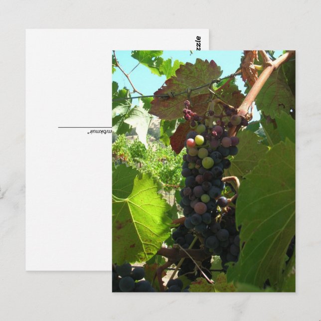 Postkarte - Trauben am Weinstock (Vorne/Hinten)