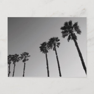 Postkarte Tropical Palm Trees