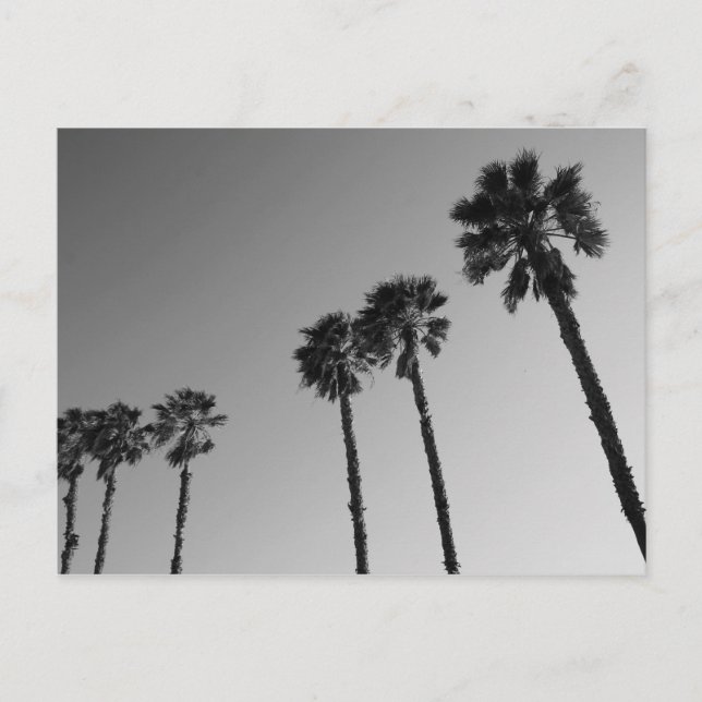 Postkarte Tropical Palm Trees (Vorderseite)