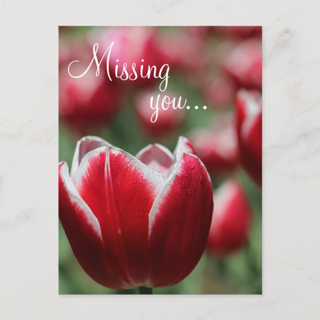 Postkarte/Tulip Postkarte (Vorderseite)