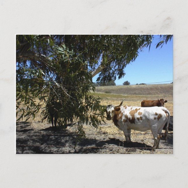 Postkarte: Unter Baum in Paso Robles, CA Postkarte (Vorderseite)
