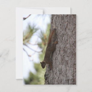 Postkarte "Updown Squirrel"