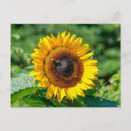Postkarte - Vermont Sonnenblume