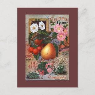 Postkarte - Vintage Blumenfruchtdarstellung