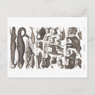 Postkarte Vintage Naturgeschichte Säugetiere