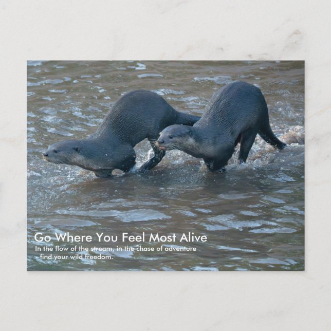 Postkarte von Glattfellottern (Vorderseite)