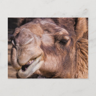 Postkarte von Smirking Camel