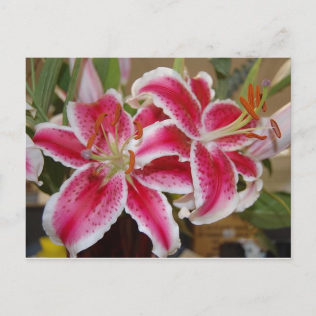 Postkarte von Star Gazer Lily (Vorderseite)