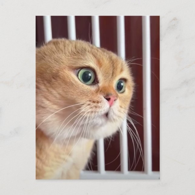 Postkarte Vortrag Katzen (Vorderseite)