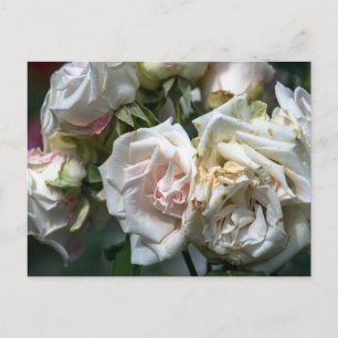 Postkarte Weiße Rosen in Blüte Fotografie