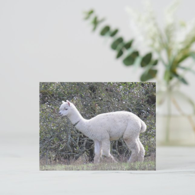 Postkarte - Weißer Alpaca (Stehend Vorderseite)