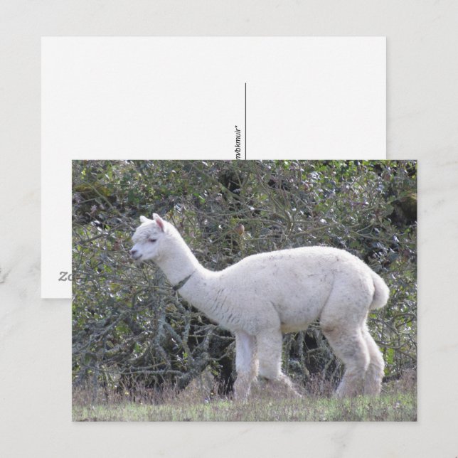 Postkarte - Weißer Alpaca (Vorne/Hinten)