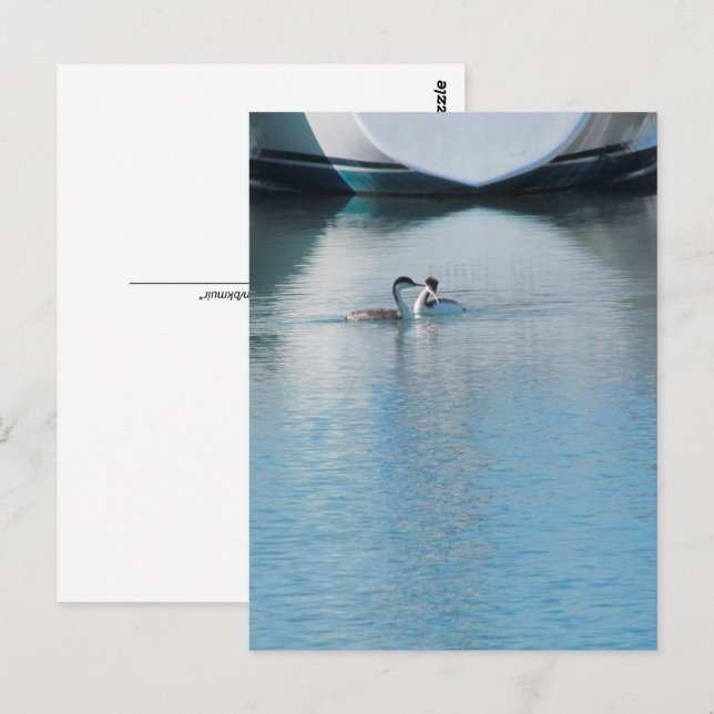 Postkarte - Western Grebe in Harbour (vrt) (Vorne/Hinten)