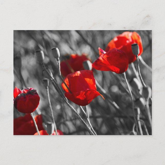 Postkarte - Wilde rote Mohnblumen (Vorderseite)