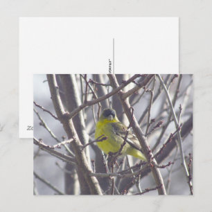 Postkarte - Wintervogel