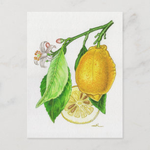 Postkarte Zitrone « Limonier ferraris »
