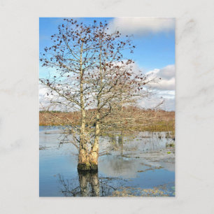 Postkarte: Zwei Bäume als eine Postkarte