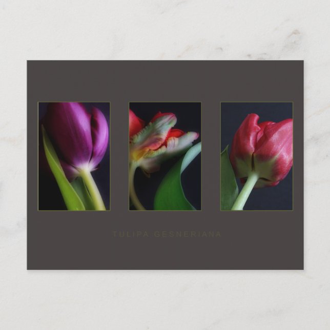 Postkarten (Vorderseite)