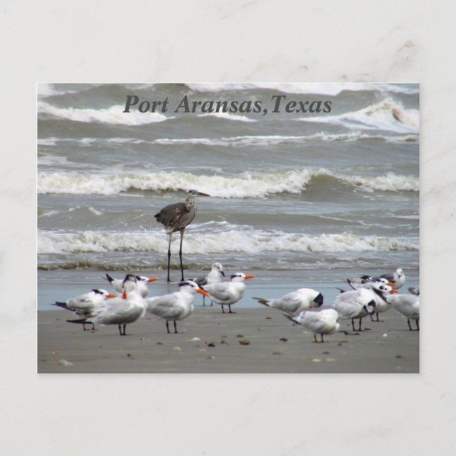 Postkarten aus der Texas Küste! (Vorderseite)