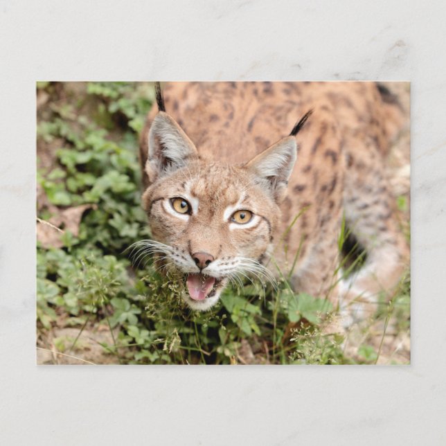 Postkarten Foto Katze , Luchs , Tiere. (Vorderseite)