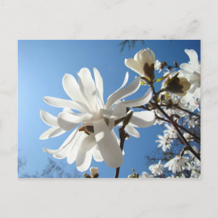 Postkarten Fügen Sie Ihren Text Magnolienblüten Bl