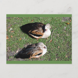 Postkarten für Enten