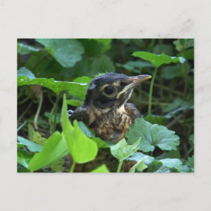 Postkarten für Frühgeborene (Baby Bird)