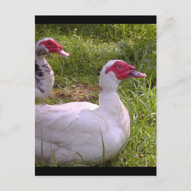Postkarten für Muscovy Drakes (Vorderseite)