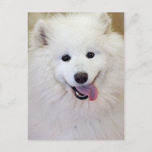 Postkarten für Samoyed Hunde